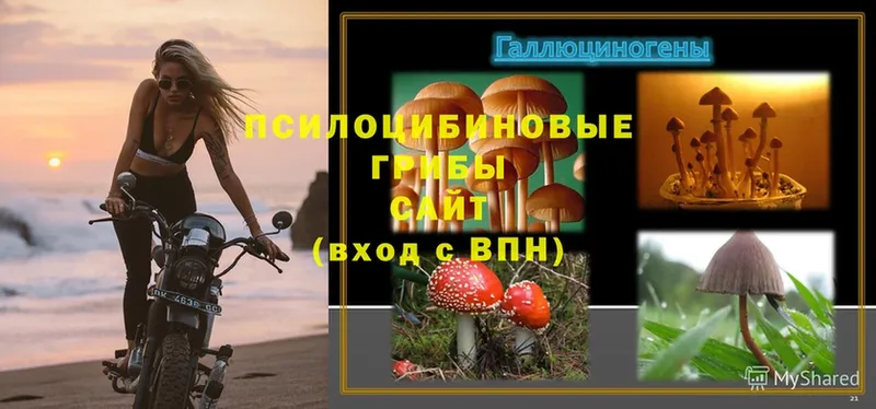 купить наркотик  Оханск  Псилоцибиновые грибы Psilocybine cubensis 